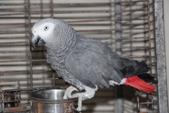 Adorable gris du Gabon Eam