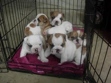 Bulldog anglais  vendre