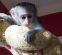 Des bb singes capucins a donner contre bon soins