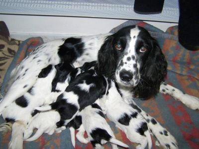 Don des chiots espagnol