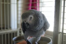 Adorable perroquet gris du Gabon femelle