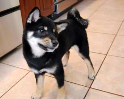 Donne Chiot Shiba Inu