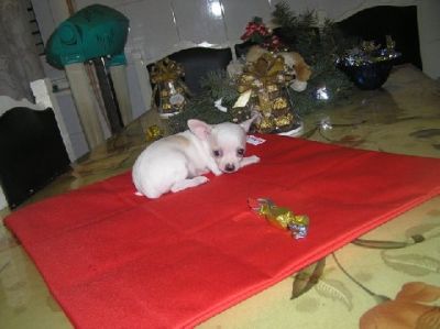 Chiots chihuahua non lof