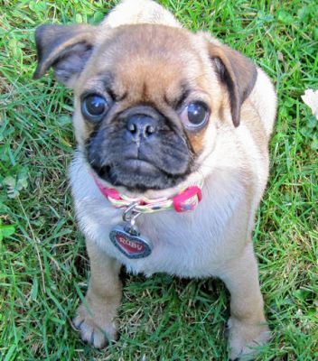 Deux Adorables chiots de race Carlin