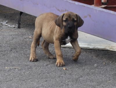 Fila Brasileiro chiotrs
