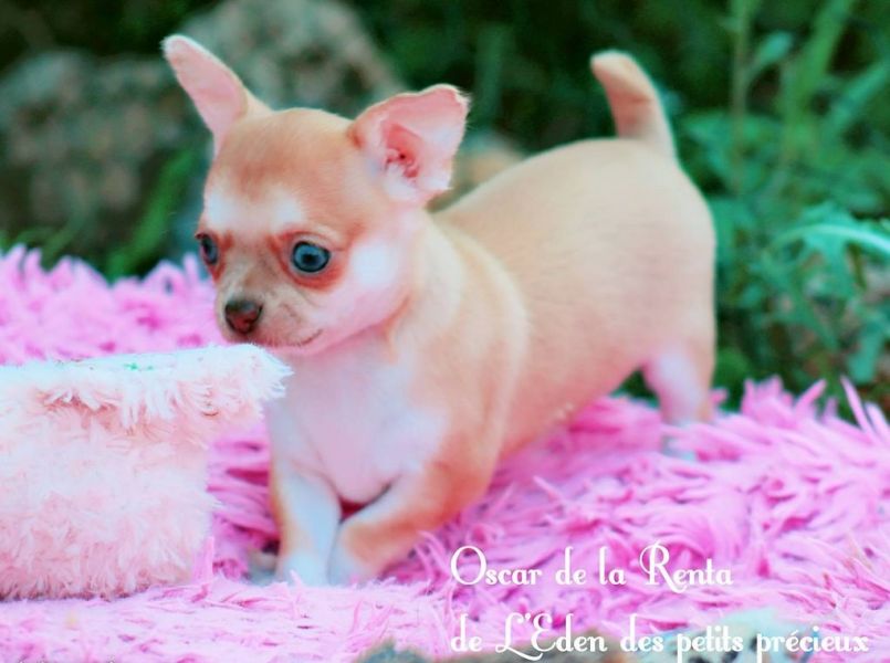 Chiot chihuahua de pure race