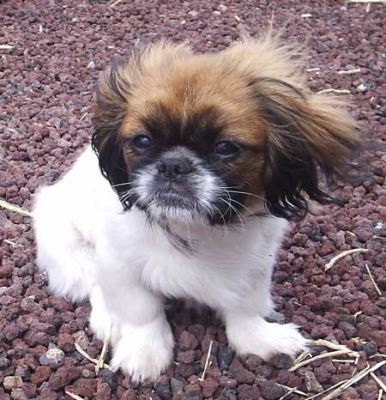 Donne beau chiot de race p�kinois