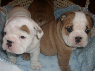 1 Chiot Femelle et 1 M�le de types bouledogue anglais .