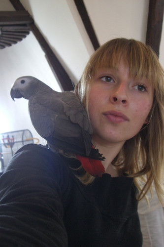 Perroquet gris du Gabon
