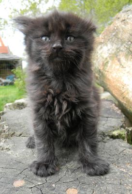 Maine coon