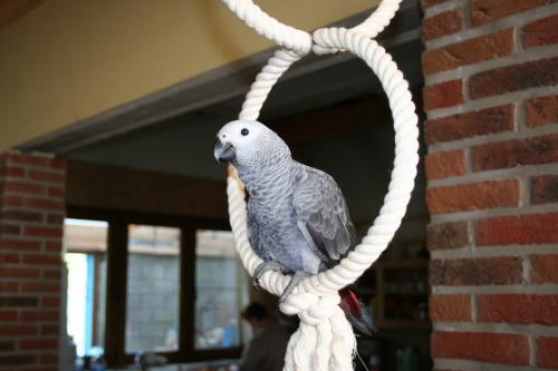 Perroquet gris du Gabon EAM 