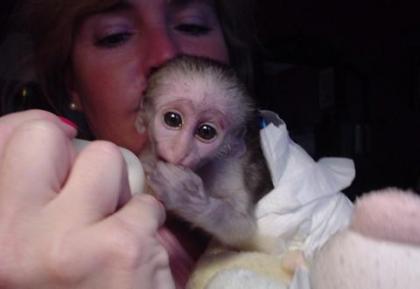A donner adorable bébé singe capucin
