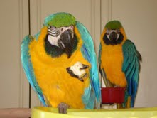 Couple perroquets de Aras Ararauna E.A.M