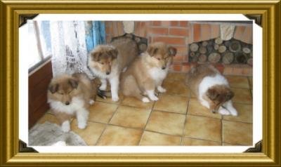 CHIOTS COLLEYS