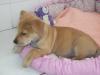Adorables chiots Jack Russell Terrier en adoption
