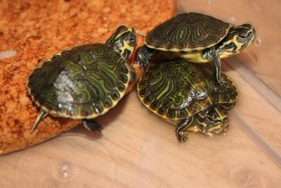 bb tortue d'eau douce - livraison possible 35