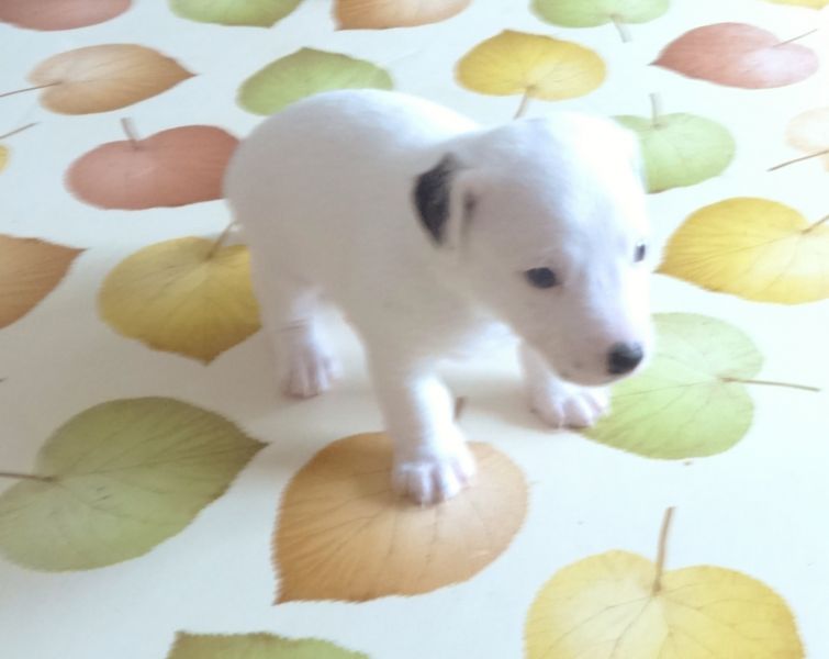 A vendre chiot Type Jack Russell Non LOF