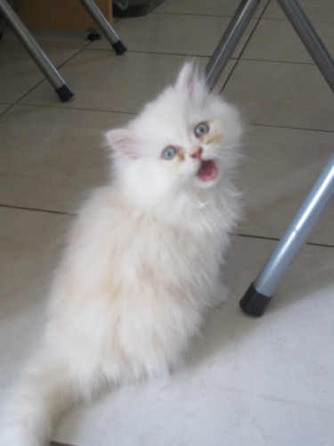 Adorable chaton mâle type persan