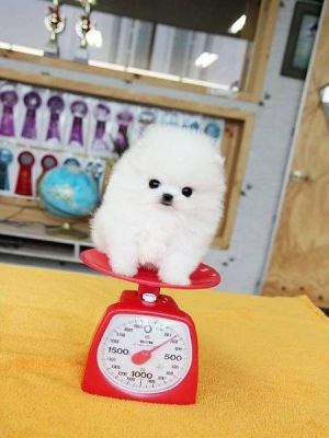 chiot de trs petite taille pomeranien miniature  donner