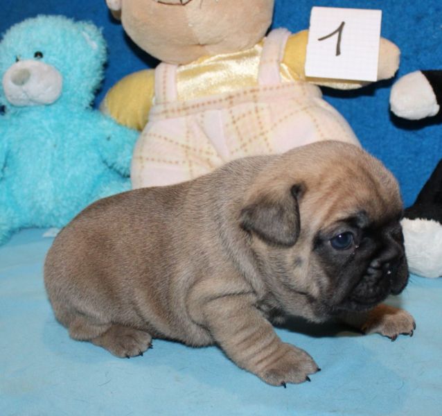 A donner magnifique chiot type Bouledogue franais