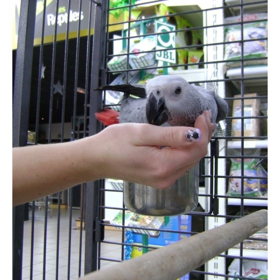    adorable perroquet femelle type gris du Gabon