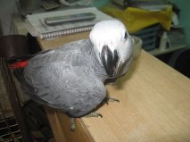 Magnifique perroquet femelle gris du Gabon