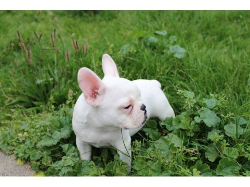 Magnifique bouledogue franais LOF